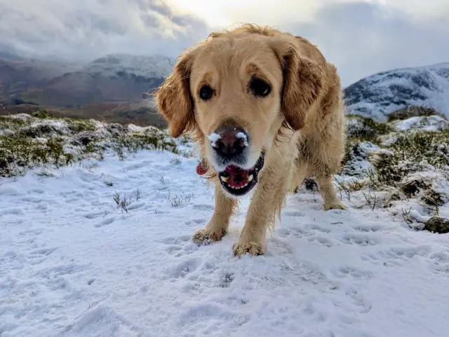 A golden retriever type dog has snow on their snout and looks at the camera