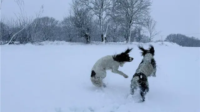 Two white and brown dogs play in a snowy field