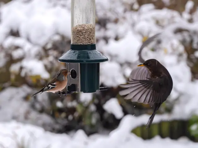 Two brown birds hover next to a green feeder