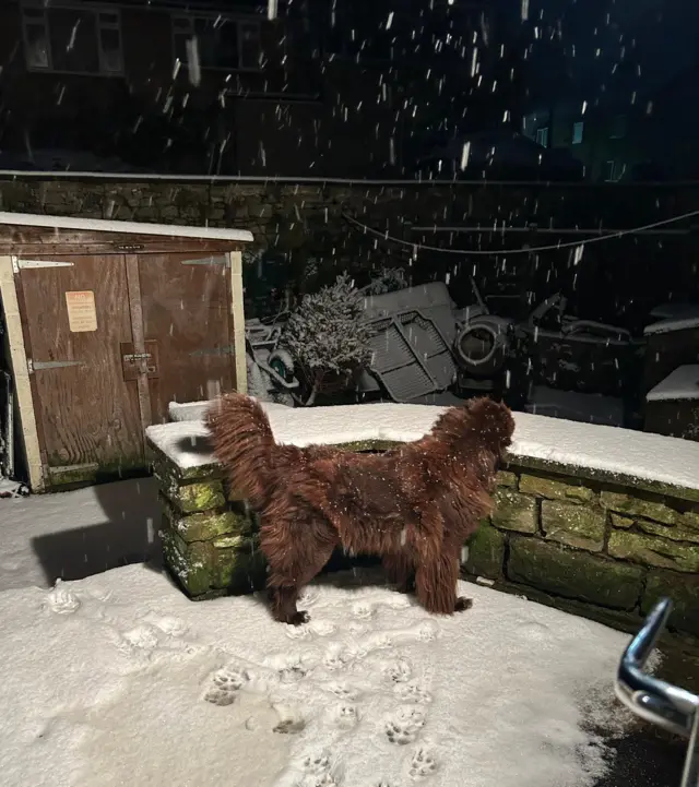 A large brown dogs stands on a garden patio looking at snow on a wall