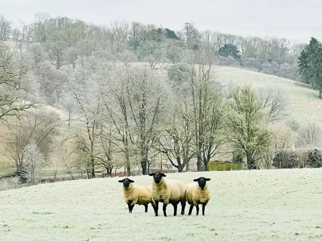 Three sheep in a frosty field, looking towards the camera, on Cleeve Hill, near Cheltenham. Snowy hills are in the background