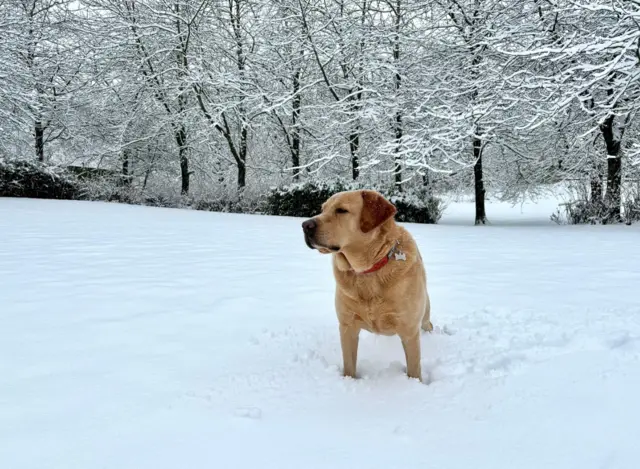 A yellow Labrador type dog stands in a field of snow with trees beyond