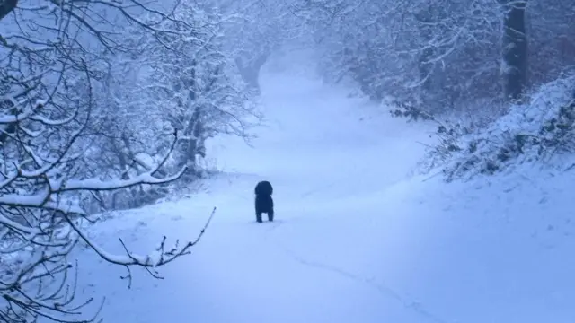 A black dog stands on a snowy path through trees.