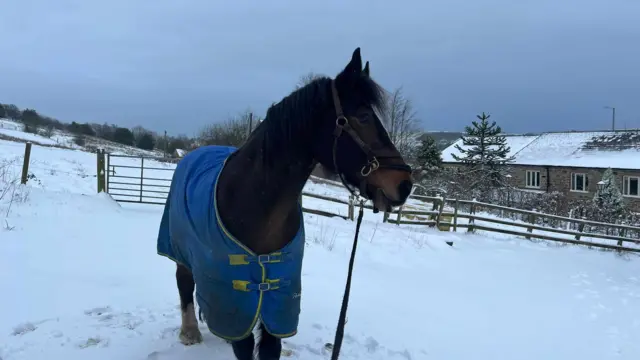 A horse in a blue jacket stands amid a field of snow in a rural setting.