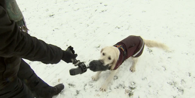 A golden labrador wearing a marooon jacket with the BBC reporter's microphone cover in its mouth against a snowy backdrop