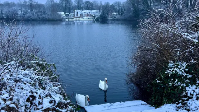 Two swans swimming near a wooden pier. On the other side of the water a white house is visible under a blanket of snow. Shrubs on the water's edge are also dusted in snow.