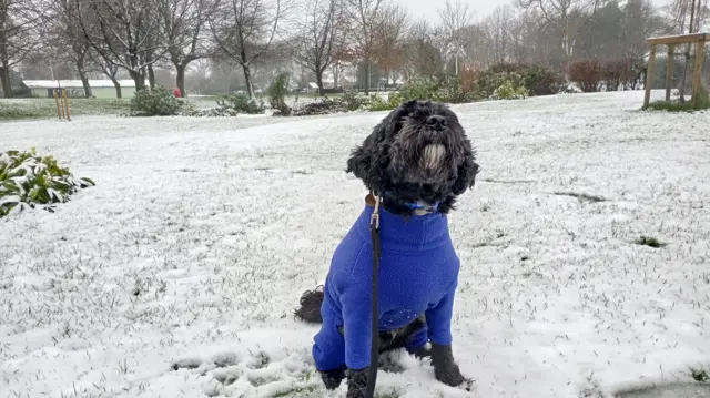 A dog stands wearing a blue jacket in an open green space which is covered with a thin layer of snow