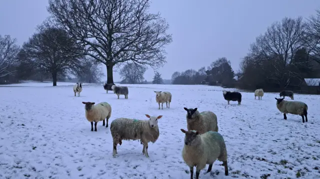 Sheep and a goat stand in a snowy field, with trees growing around the edges and in a line through the centre