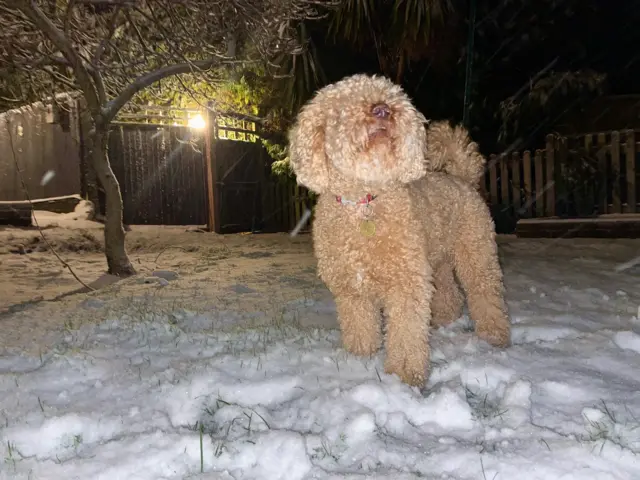 A very fluffy, light brown dog wearing a collar, stands in the snow in the dark. The garden has a thin covering of snow, with green grass poking through. The dog is looking up, towards the snow still falling.