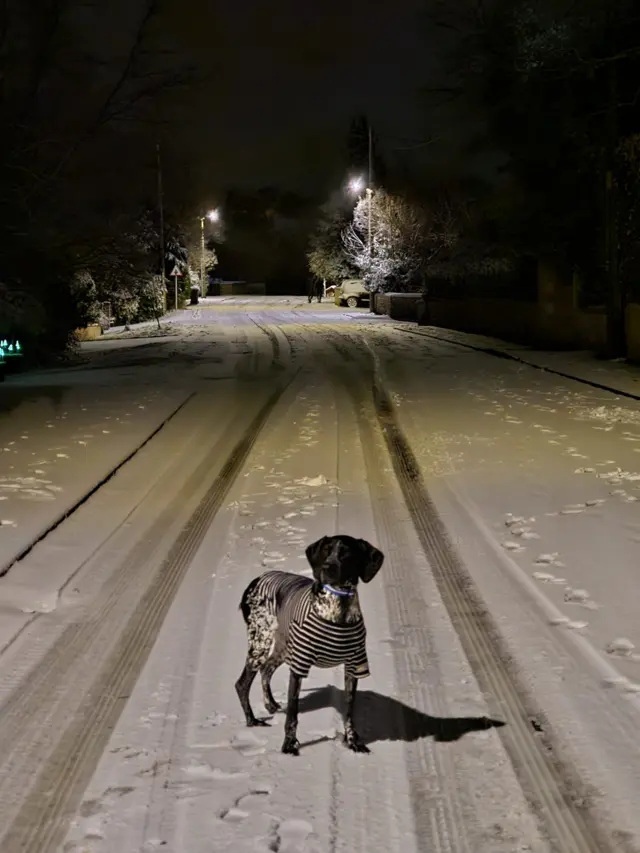 A dark snowy street in Bradford on Avon with a black and white spaniel in the centre of an empty street, wearing a black and white striped jacket