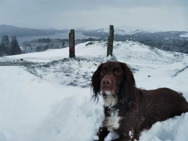 A brown spaniel type dogs lies in snow with snow-covered hills beyond