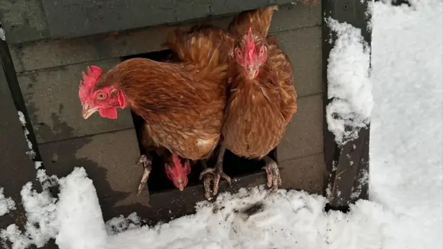 Two hens peer out of a coop at a snow-covered ground.