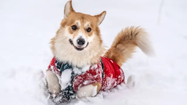 Digby the corgi plays in the snow in Studley Royal park in North Yorkshire.He's wearing a red dog jacket