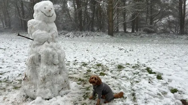 A Cockapoo wearing a coat, sitting on a snowy field next to a snowman. A thicket of trees can be seen in the background.