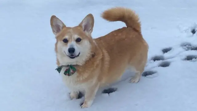 A small corgi in a little bow tie leaves small footprints in the snow.