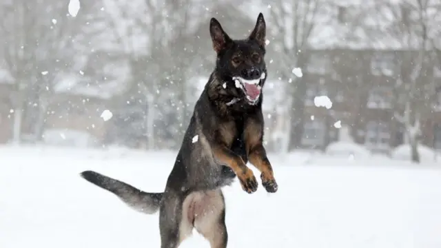 A dog jumps up in the snow - a blurred background shows a snowy field and buildings and trees in the background