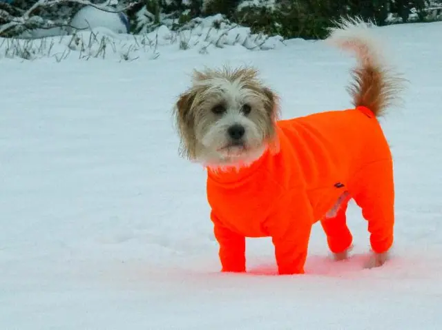 Wingerworth dog snow