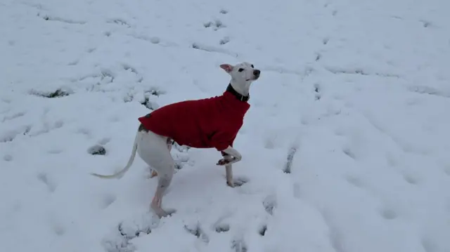 A white whippet in a red coat in the snow