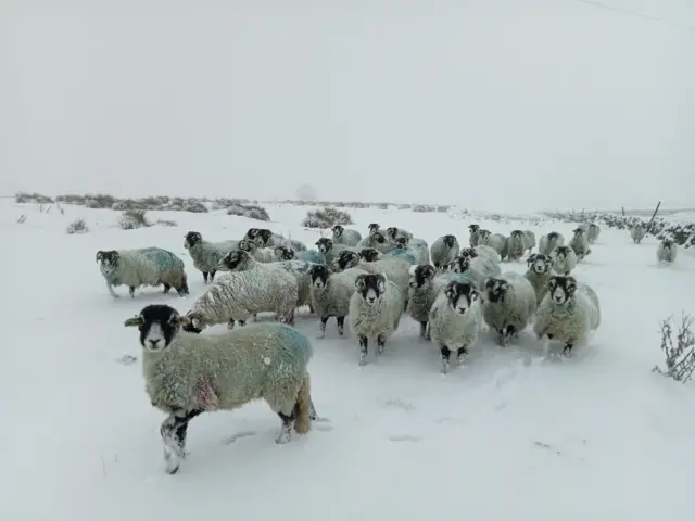 A large flock of sheep in a snowy field