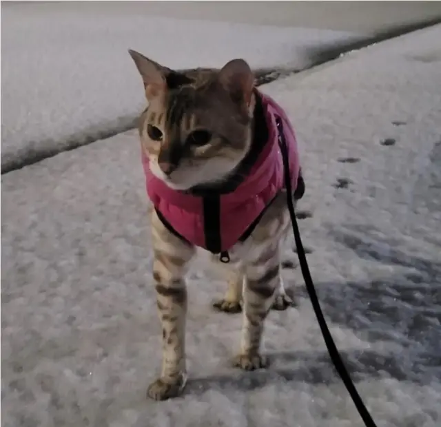 A cat in pink jacket and attached to a lead on a snowy street