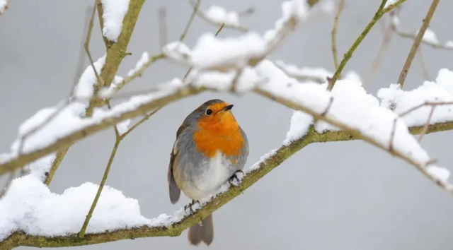 A red-breasted bird, a robin, sits on a branch with other branches around it covered in snow