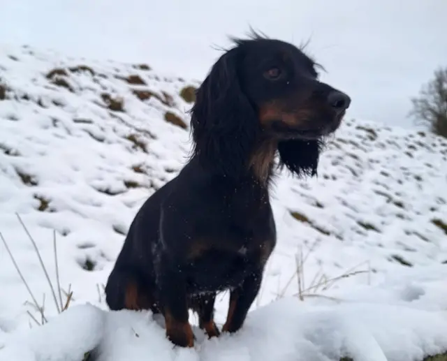 A black and brown spaniel dog sits in the snow