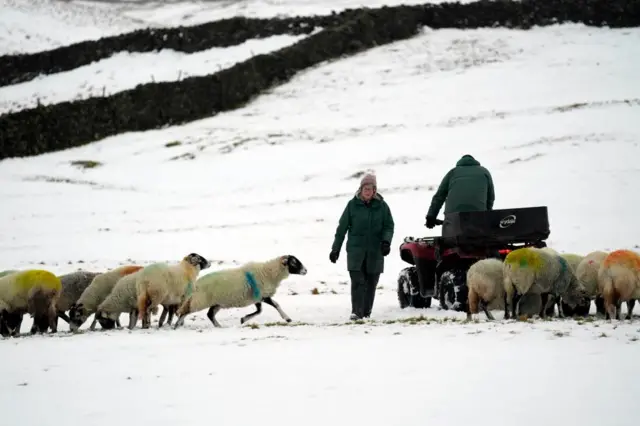 Sheep in snowy field