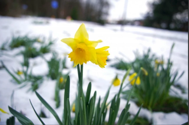 Daffodils in the snow in Liverpool