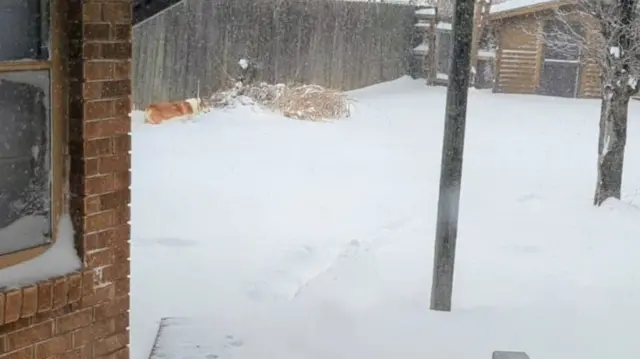 A dog wades through thick snow in the garden of a house