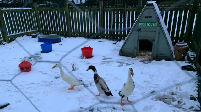 Three ducks standing in the snow in a fenced garden area. They are standing in the foreground with a small triangular duck house behind them.