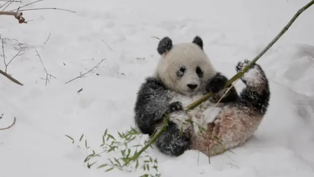 A panda at the Smithsonian National Zoo