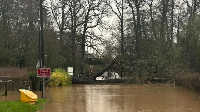 A large tree has fallen into an expanse of brown flood water, and is blocking a road.