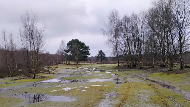 A field with green grass and brown leafless trees has patches of flooding that span across it