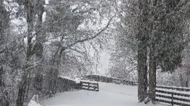 A bridge and trees covered in thick snow, and heavy snow comes down