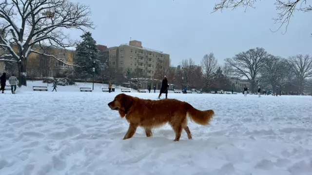 A golden retriever dog stands in the snow in the middle of a park