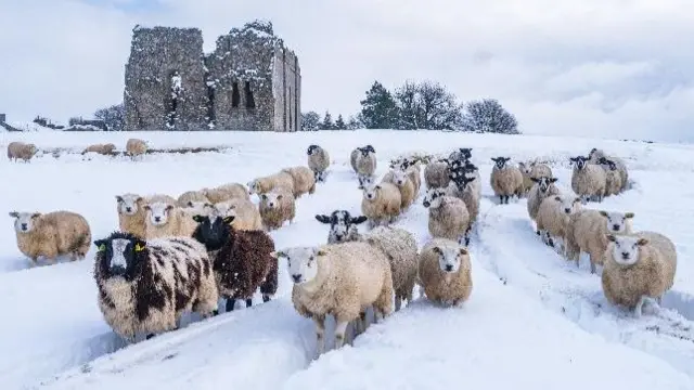 A flock of sheep stood in deep snow staring at the camera, behind them is a ruined castle