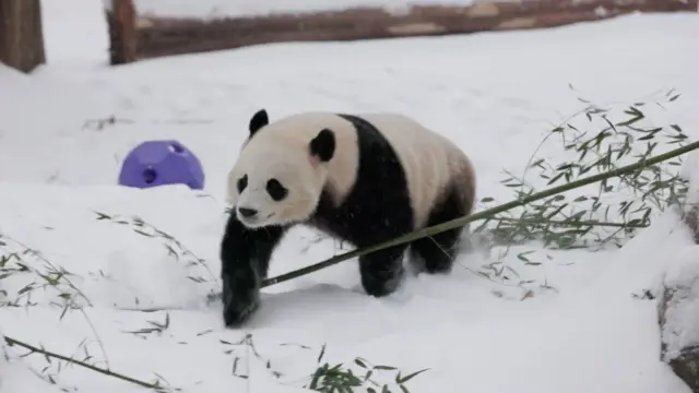 A panda at the Smithsonian National Zoo