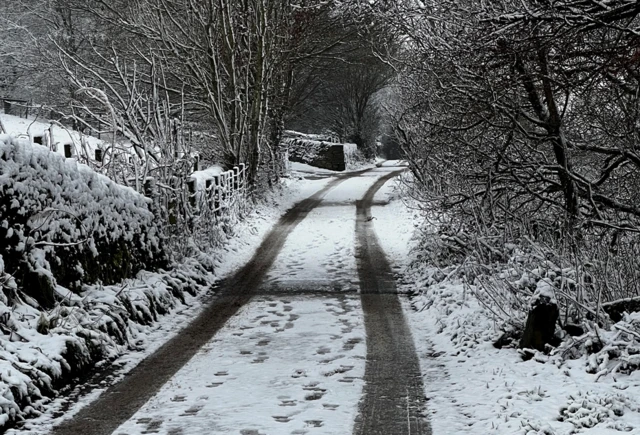 Hedges and trees covered in early morning snow