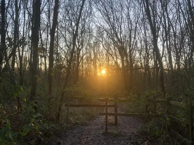 Sunrise in woodland