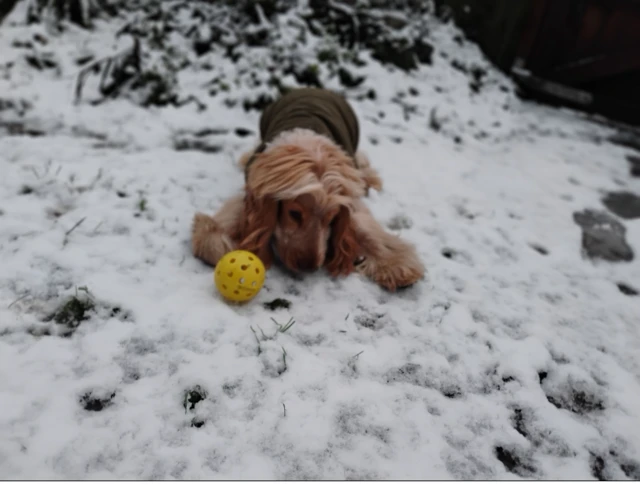 Lucky the cocker spaniel licks the snow in his garden with a yellow ball by his side