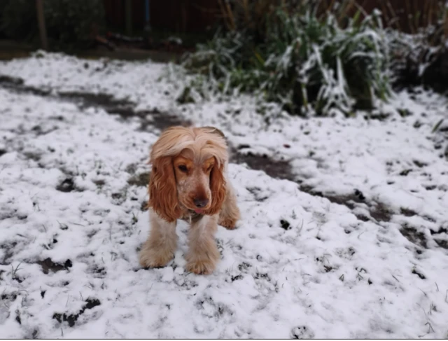 Lucky looks out at the snow in his garden