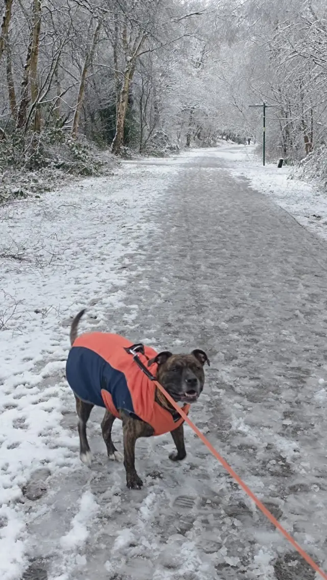 Dark brown Staffordshire bull terrier dog wearing an orange and blue jacked on a lead stood on a snowy path