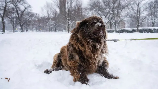 A dog in Washington DC in the snow.