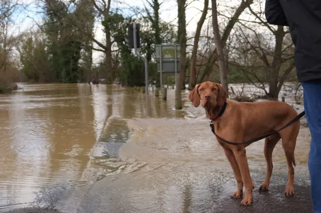 A large orange dog looks at the camera while walking on a flooded road