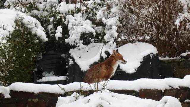 This fox in Sheffield was getting ready for another chilly night