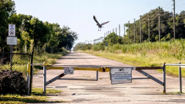Bird flies over closed access road to a bird viewing area in the Everglades National Park, Homestead, Florida, USA