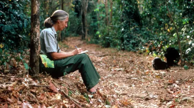 Jane Goodall with chimp.