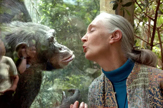 Jane Goodall with chimp on other side of glass at zoo.