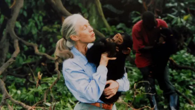 Jane Goodall holding chimpanzee.