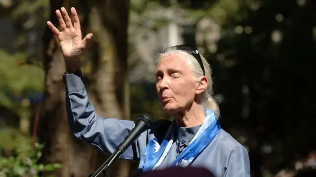 Goodall speaking with one hand raised and her eyes shut. A mic is on a stand in front of her. She is outside on a sunny day in a forest with one large tree trunk behind her